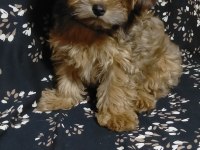 Maltipoo erkek