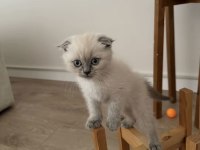 Ücretsiz bluepoint kedimiz