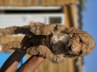 Labradoodle yavrularımız