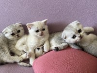 Scottish fold kediler Kaçıran üzülür