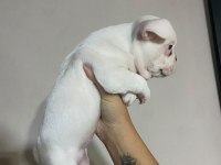 French bulldog 40 günlük yavru