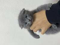 Scottish fold tatlı kediler