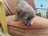 Maltipoo bebekler yeni yuvalarını arıyor
