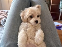 Maltipoo Yavru