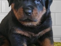 Rottweiler Yavru