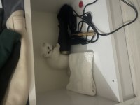 Eşsiz güzellikte Irk ve soy garantili scottish Fold