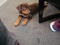 5.5 Aylık Eğitimli Aşıları Tam Kızıl Doberman