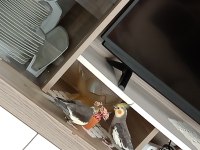 Eğitimli evcil sultan papağanı