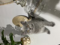 Yavru british shorthair