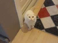 scottish fold