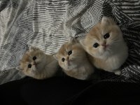 Safkan golden british shorthair