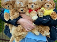 Sevimli Maltipoo Yavruları