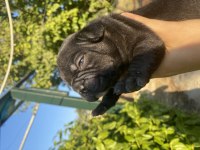 Siyah İnci French Bulldog Erkeğimiz