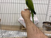 Yarı evcil pakistan papağanı