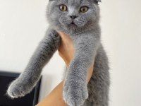 Sahiplendirme scottish fold
