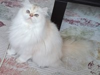 Secereli British Longhair Yetişkin Dişi BY1133