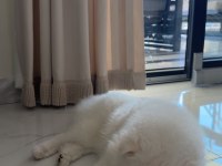 9 AYLIK POMERANİAN SATILIK