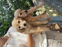 Sağlıklı yavru golden retriever yeni yuvasını bekliyor