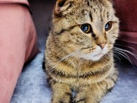 Scottish fold dişi kedimiz