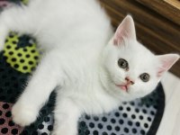 Dişi british shorthair bebekler