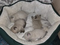 British shorthair mükemmel kalitede