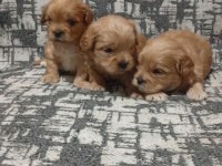 Rezerve Açık Yavrular Kg Cm Garantili Maltipoo