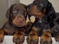 Dolandırılmaya Son Her Yerden Elden Teslim Doberman