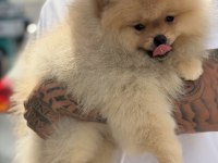ÜST DÜZEY SHOW KALİTE POMERANİAN BOO