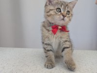 Kedimiz Lokum un 4 adet british shorthair yavrusu