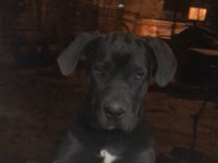 6 aylık anne baba şecereli dişi cane corso