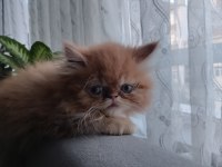 Şecereli iran kedisi yavrusu
