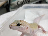 Leopar gecko