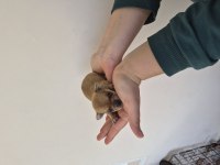 Chihuahua Yavrumuz