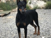 3 TANE A ŞECERELİ GENÇ YETİŞKİN DİŞİ DOBERMAN