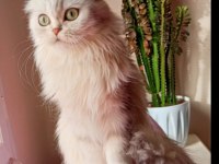 Scottish longhair Silver