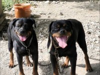 Damızlık Erkek ve Dişi Rottweiler ve Yavrular