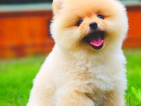 Pomeranian Boo Ayıcık surat Üst kalite bebekler
