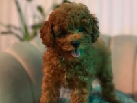 Tuvalet eğitimli kore toy poodle