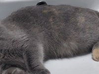 Poncik scottish fold kızım