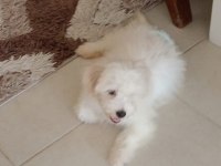 3 aylık erkek yavru köpeğimiz