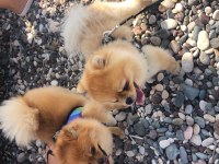 Gerçek Köpek Severlere Ücretsiz Sahiplendirme Pomeranian