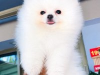 Irk ve sağlık garantili pomeranian boo bebekler