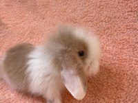 Hollanda Teddy Lop Tavşanı