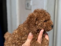 GÜNCEL 1450 GR TOY POODLE KIZIMIZ