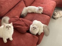 British Longhair 5 aylık