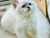 Yurtdışından Anne ve Baba Şecereli Ragdoll Yavru Kediler