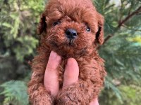 HAYALİNİZDEKİ POODLE EVLADINIZ SADECE BİR TELEFON UZAĞIZ