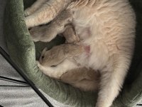ÜCRETSİZ SAHİPLENDİRME KEDİLERİM