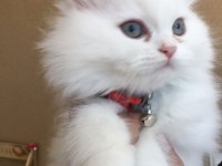 Yeni chinchilla kedisi bebişlerim