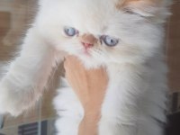 İran exotic longhair bebekler